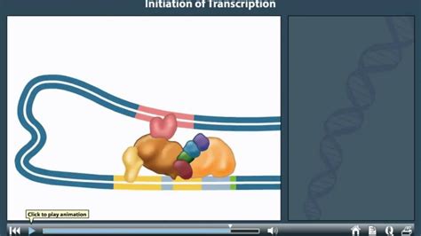 DNA transcription animation | Transcription initiation in prokaryotes - YouTube