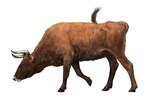 The Aurochs — The Extinctions