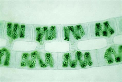 Spirogyra | Definition, Structure, Reproduction, & Facts | Britannica