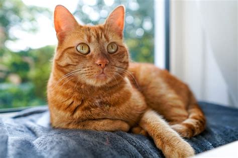 Orange Cat Personality: The Temperament of Orange Tabby Cats | Cuteness