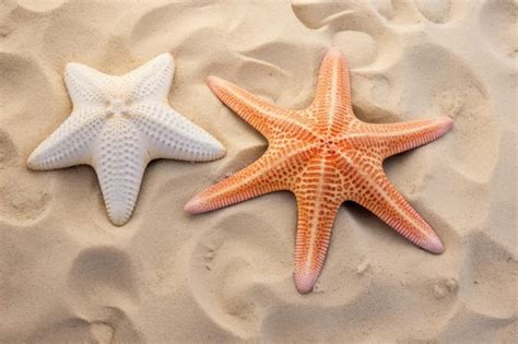 Premium Photo | Starfish and Sand Dollar Friends Sea Animal photo
