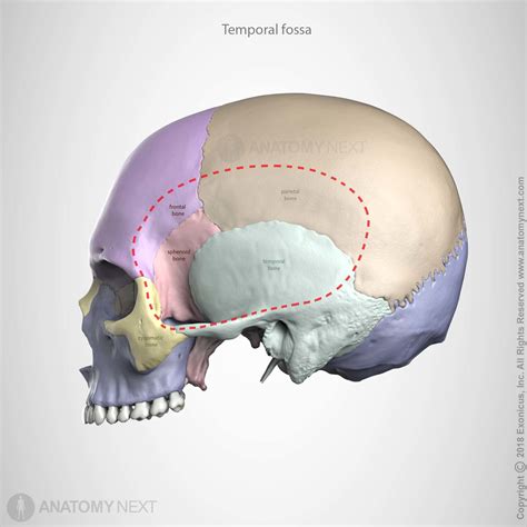 Pin on dentistry.