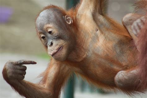 Da Baby Troll Face - Monkey Orangutan Poop Throwing Its Theories Conspiracy Challenged Reality ...