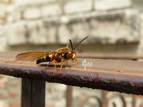 CICADAS and CICADA KILLERS… subtitled… “Is This A Murder Hornet?” – Think IPM Blog