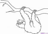 Tropical Rainforest Animals Coloring Pages At GetColoringscom  Free sketch template
