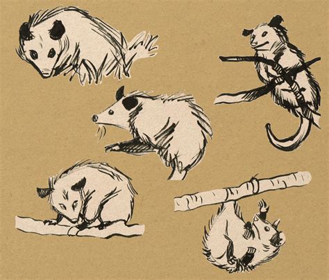 Possum brush pen sketches by solitaryzombie on DeviantArt