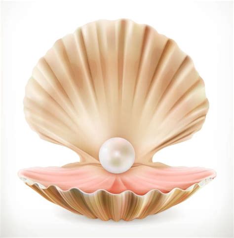 Cartoon Clam Shell - Clam Shell Vector Clip Illustrations Clams Pearl Clamshell Videos ...