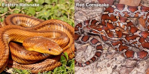 Red Cornsnake – Florida Snake ID Guide