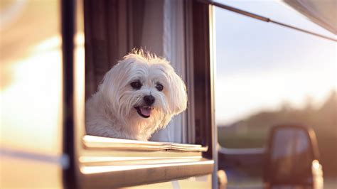 5 Ways to Protect Your RV Screen Door From Damage - Getaway Couple