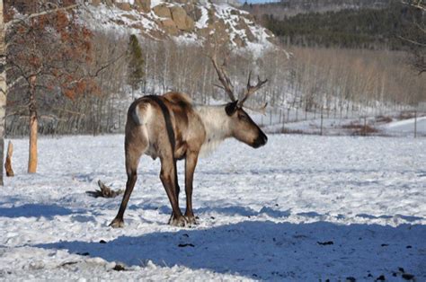 Yukon Wildlife Preserve | Mariska Richters | Flickr