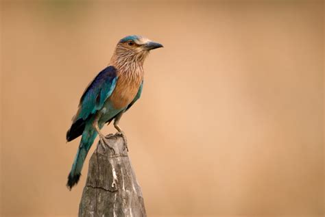 Indian Roller | Kalyan Varma Photography