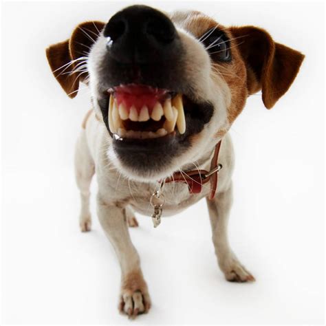 Scary Dog Teeth Photo | Dogs Wallpapers Backgrounds