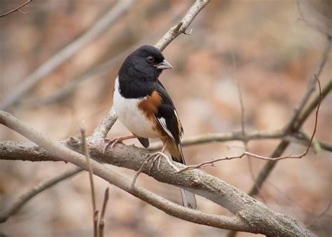 Eastern Towhee - Male Photograph by Ron Grafe