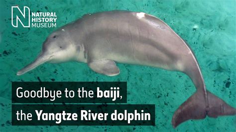 Goodbye to the baiji, the Yangtze River dolphin | Natural History Museum - YouTube