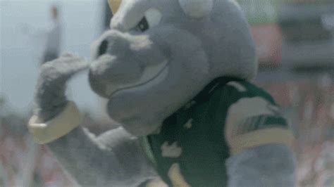 Rocky The Bull GIF by USF Athletics - Find & Share on GIPHY