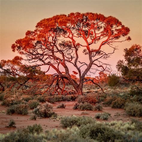 Red mulga tree at sunset - Central Australia - www.electronicswagman.com.au | Australian colours ...
