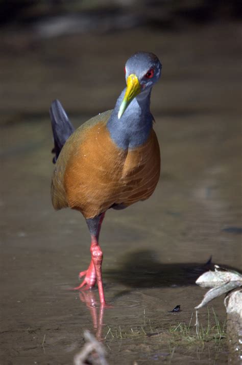 Images Gratuites : animal, faune, le bec, des oiseaux, vertébré, Venezuela, Amérique du sud ...