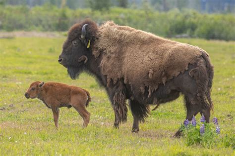 Wood Bison Update - Alaska Wildlife Conservation Center