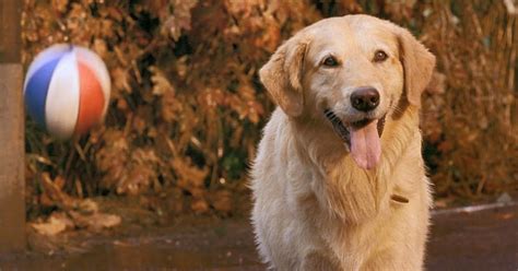 The 10 Best Dogs in Disney Movies, Ranked