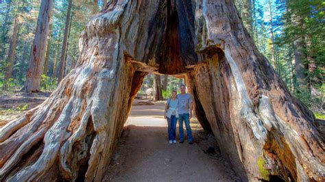 Giant Sequoia ‘Tunnel Tree’ in California Is Toppled by Storm - The New ...