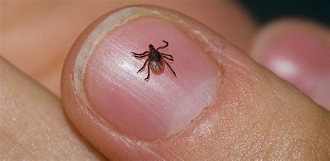 Tick Photos What Do Deer Ticks Other Ticks Look Like Lyme | SexiezPix ...