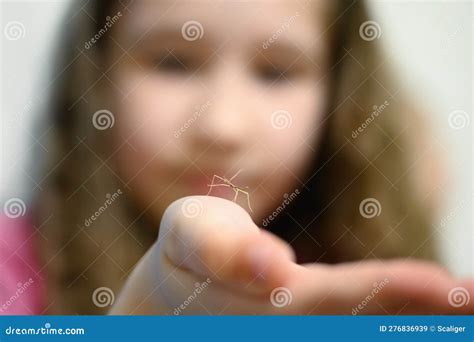 Stick Insect Cub on Childâ€™s Hand, Little Girl Showing Her Cute Pet Stock Image - Image of baby ...