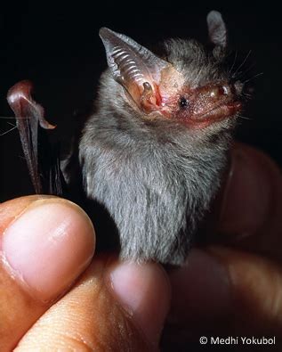 Bumblebee bat is Species of the Day - EDGE of Existence