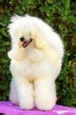 Mini French Poodle Puppy Free Stock Photo - Public Domain Pictures