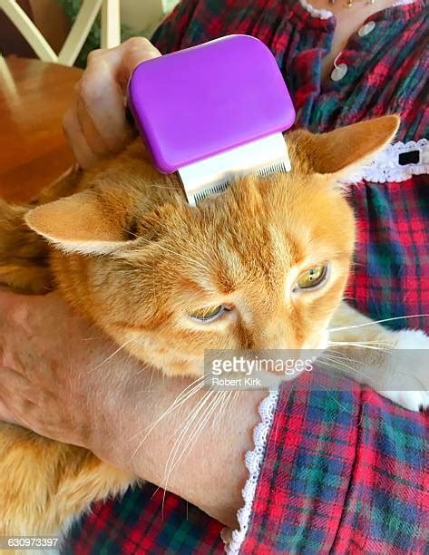 Cat Hair Shedding Photos et images de collection - Getty Images