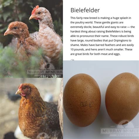 Bielefelder | Chicken egg colors, Coloring eggs, Brown eggs