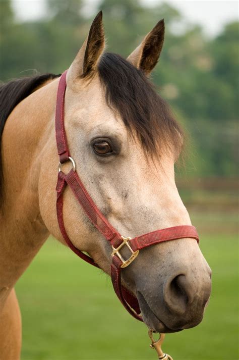 Buckskin Horse | creatures | Horses, Horse portrait, Beautiful horse pictures