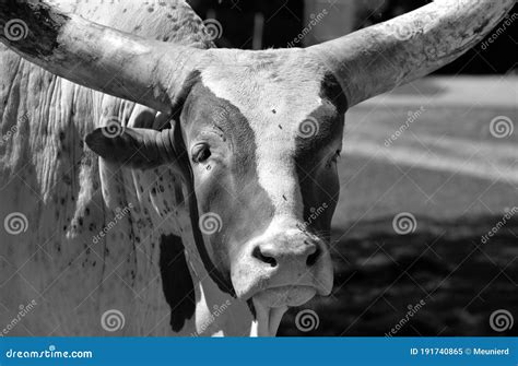 Ankole-Watusi is a Modern American Breed of Domestic Cattle Stock Image - Image of africanus ...