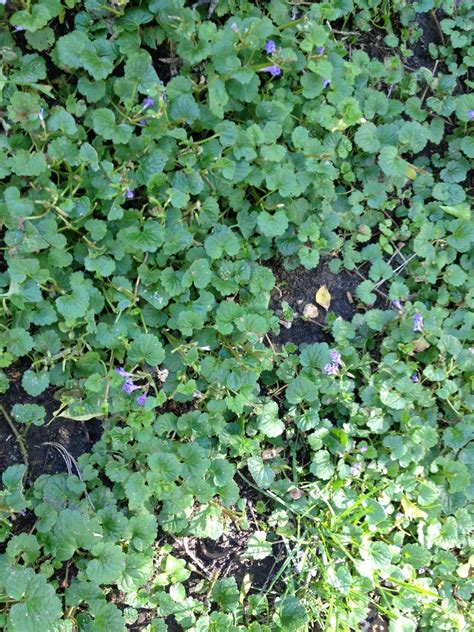 identification - What is this purple flowering ground cover ...