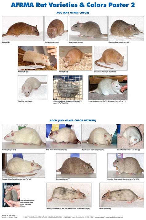 AFRMA Rat Varieties & Colors Poster p2 | Pet rats, Pet rodents, Cute rats