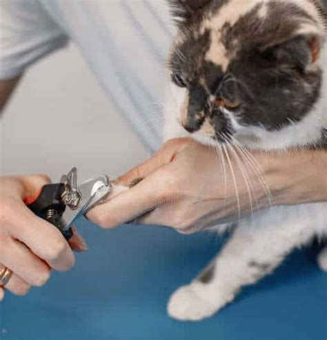 Grooming Senior Cats: Essential for Their Health and Well-Being