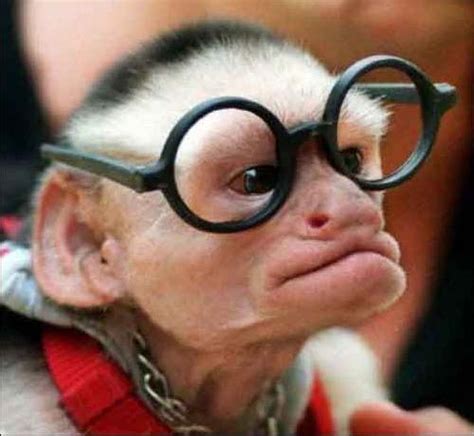 Funny Monkey in Glasses New Photos/Images 2012 | Funny Animals