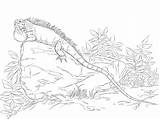 Realisitc Green Iguana Coloring Page  Free Printable Pages sketch template