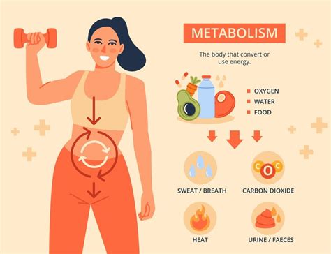 Free Vector | Hand drawn metabolism infographic