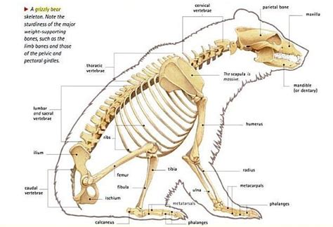 Image result for black bear skeleton diagram | Bear anatomy, Bear ...