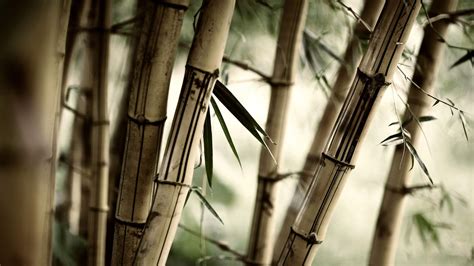 Black and White Wallpapers: Bamboo Trees Wallpaper