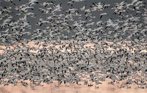 Tips for Seeing PA's Middle Creek Snow Geese Migration - Uncovering PA