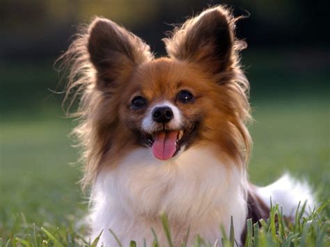 Cute Dogs: Papillon dog