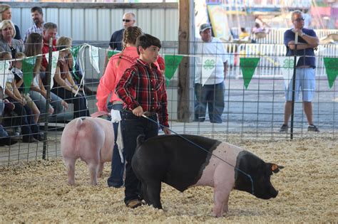 4-H livestock show highlights Webster Parish Fair | Minden Press-Herald