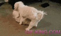 Funny Dogs Mating Fail | Funny People Images- Gif-King.com