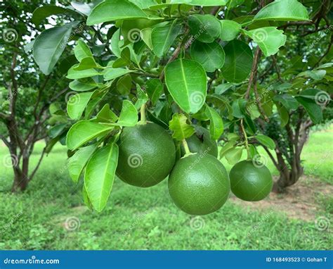 Many Big Green Lemon Tree in the Garden Stock Image - Image of ...