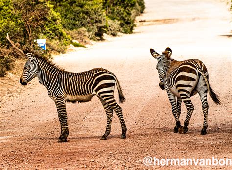 Zebra crossing – Herman van Bon Photography