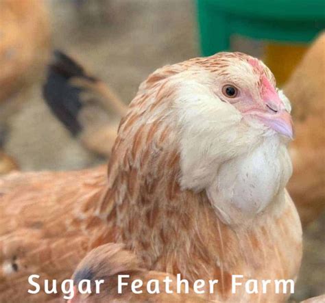 Salmon Faverolles Chicken - Sugar Feather Farm