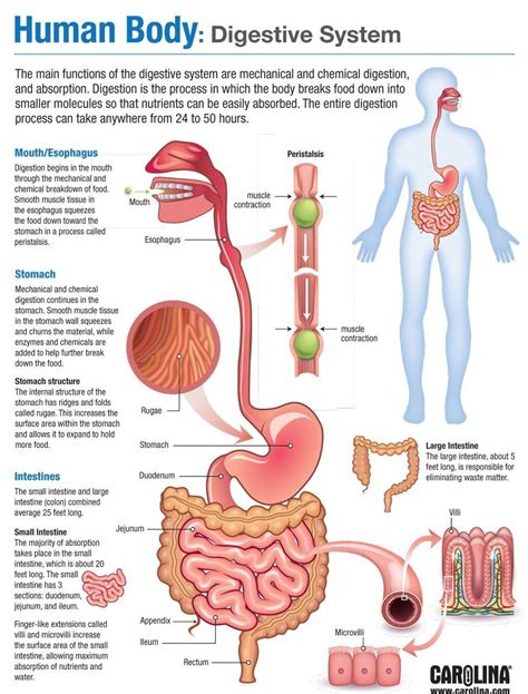 Digestive Diagram And Function Digestive Diagram Ibd Exatin