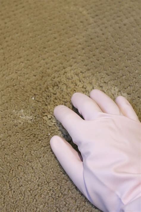 Three ways to clean pet stains from carpet - some great tips! spray ...