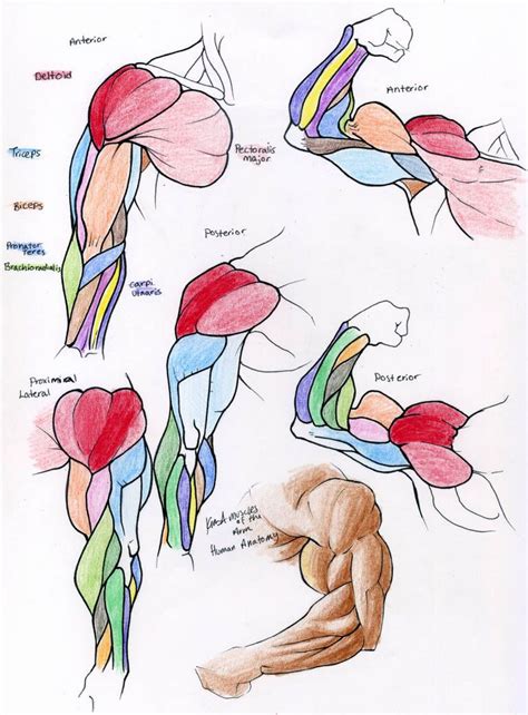 Muscle Reference- ARM by 10kk | Anatomia do braço, Referência anatomia, Referência de desenho